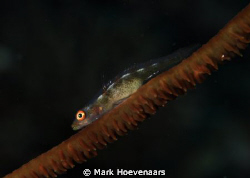 Wire Coral Goby by Mark Hoevenaars 